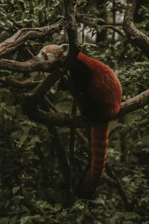 TigersAndPandas's tweet image. Life’s better with pandas. Period. 💚🐾
#SaveThePandas