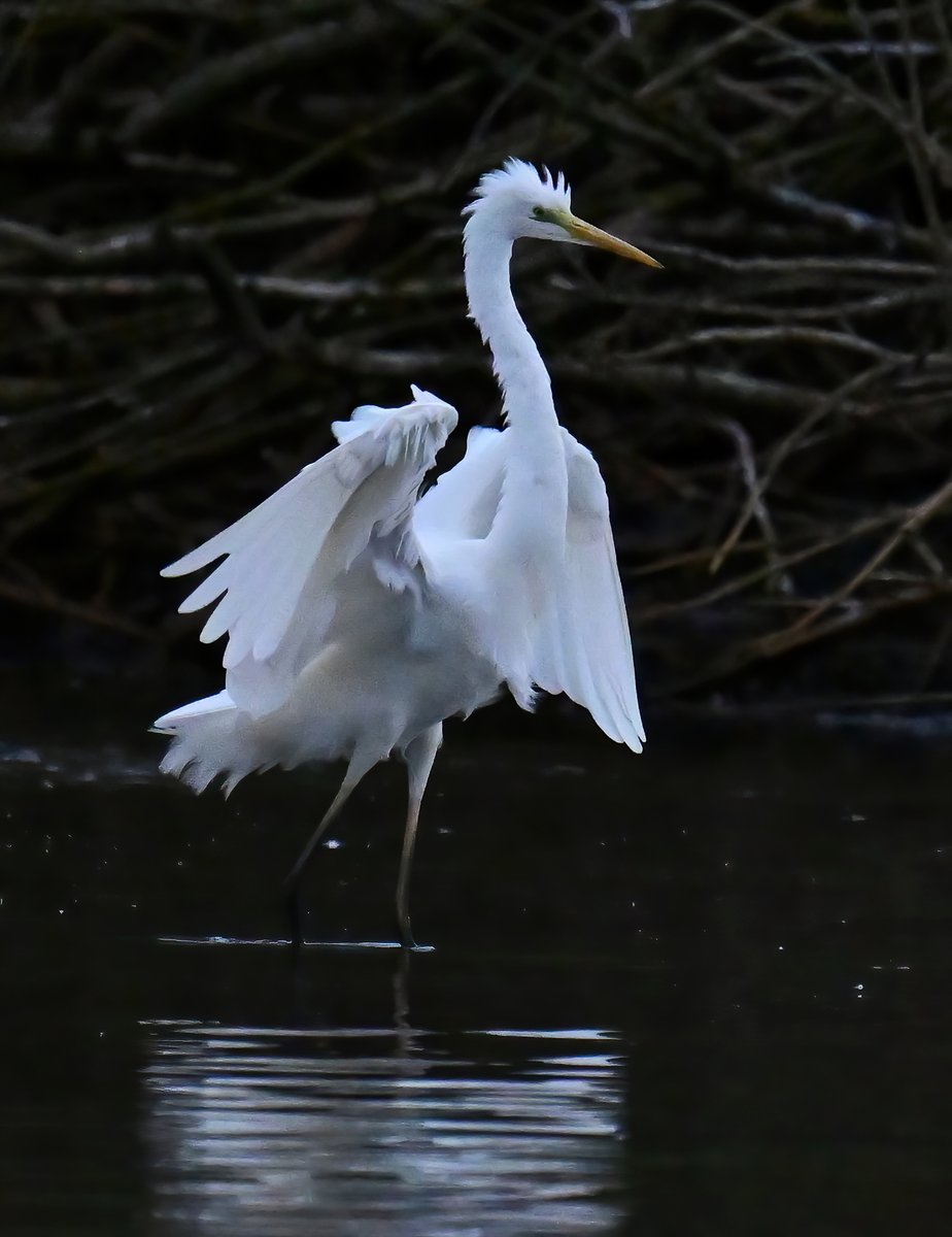 The Great White Egret. 😍
 Taken recently at Durleigh reservoir in Somerset. 😊🐦