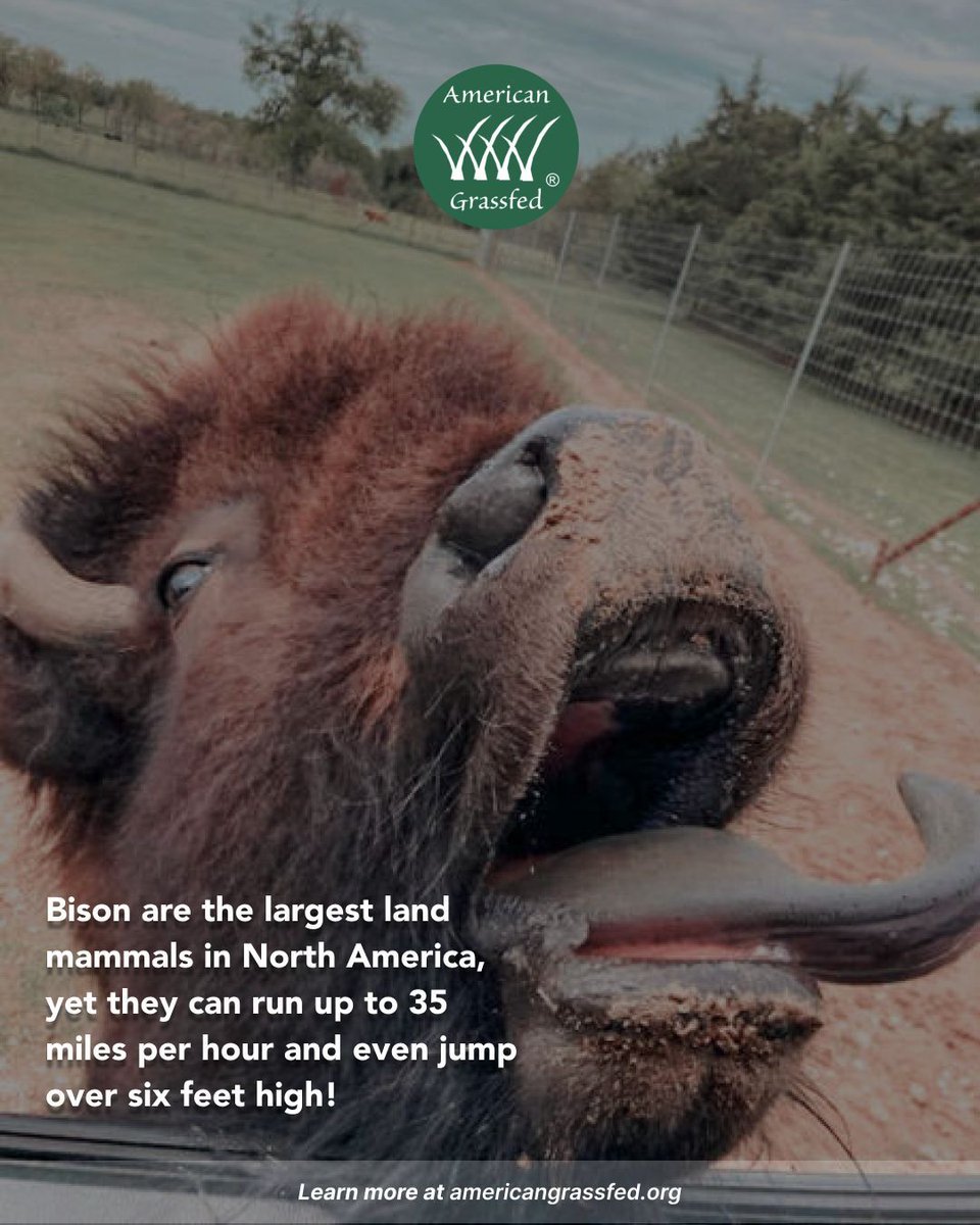 North America’s biggest land mammal… and still faster than your car in traffic. 🦬💨 Bison can run up to 35 mph and jump over 6 feet high!