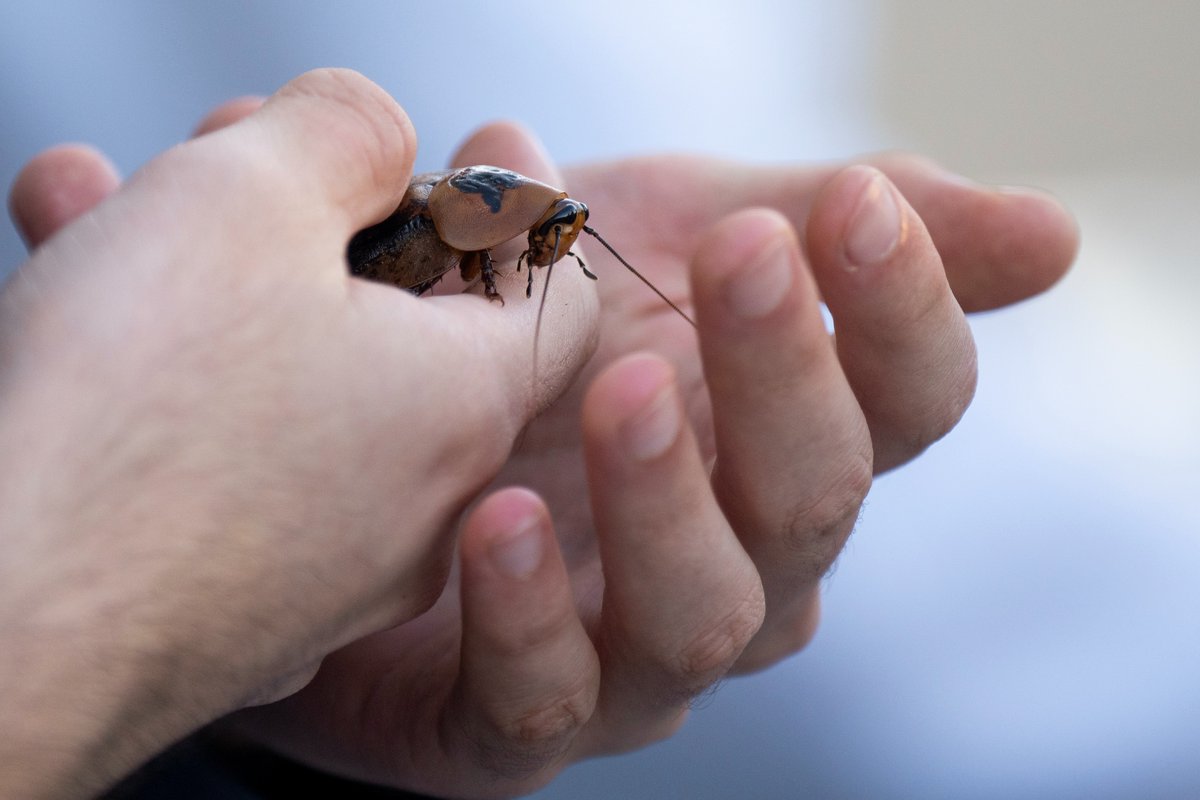 Think cockroaches can't be charming? Think again!

“There are some real beauties in Texas,” said Wizzie Brown, senior program specialist in AgriLife Extension and <a href="/tamuentomology/">Texas A&M Entomology</a>.

More with <a href="/TexasMonthly/">Texas Monthly</a>: texasmonthly.com/travel/who-kne…