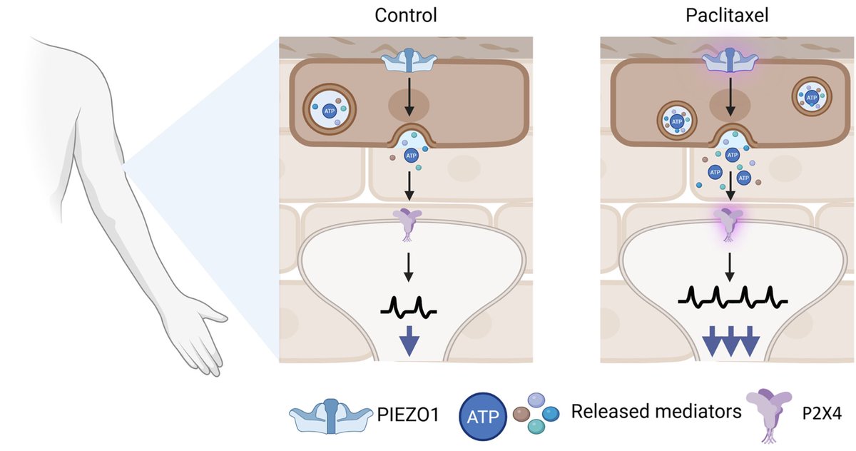 psalmotoxin's tweet image. With the annual @SfNtweets meeting coming up, I&apos;m looking forward to Saturday&apos;s symposium with @StuckyLab, @mike_doc_B &amp;amp; @Heegaardam: Not Just Neurons: Pain Is Orchestrated in Partnership with Many Non-neuronal Cells.

Here&apos;s our accompanying review!  
jneurosci.org/content/45/46/…