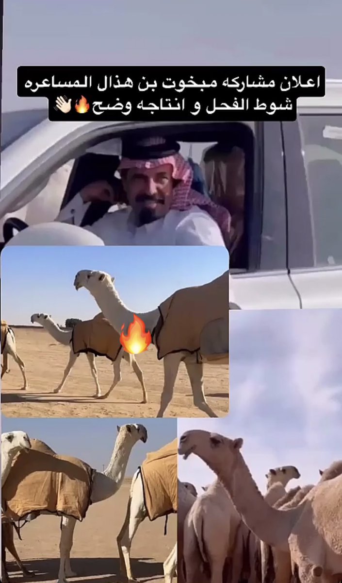 اعلان مشاركة مبخوت بن هذال المساعره 
في شوط الفحل المنتـج  

بالفحل اليخت و انتاجه