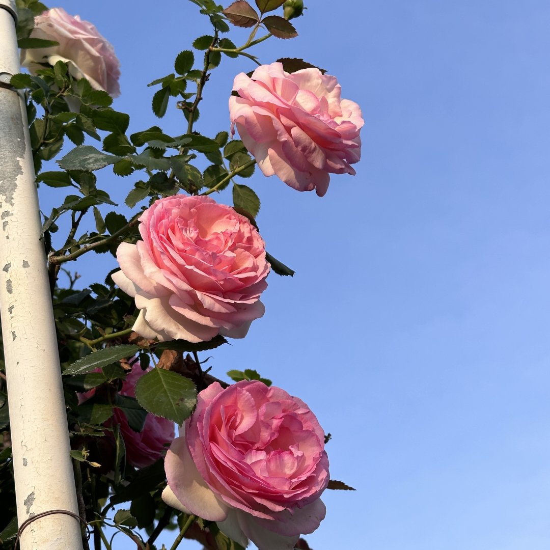Beautiful roadside flowers