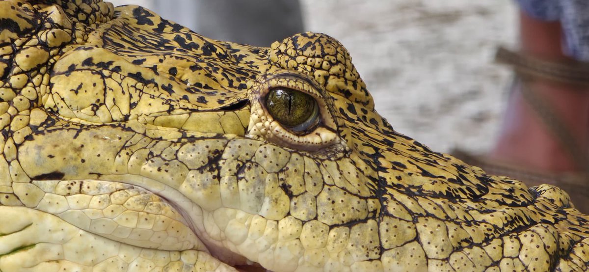 Silvia Morimoto tweet media