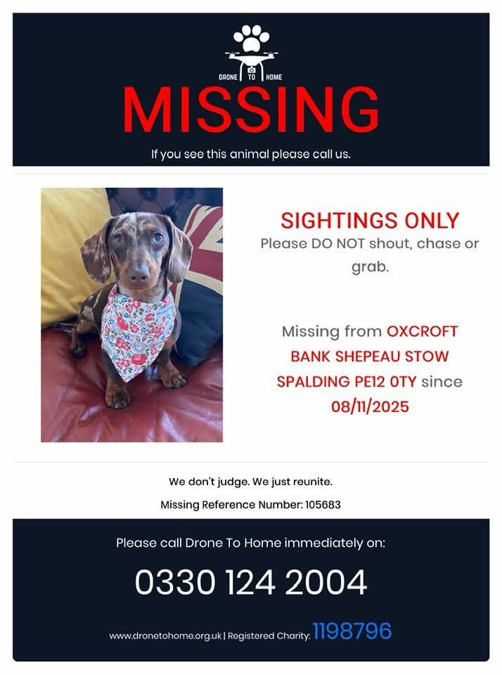 millypod1's tweet image. FRANKIE HOME SAFE. THANKS FOR RT&apos;s 😊🐕🐾

🆘8 NOV 2025 #Lost Frankie #ScanMe
Dachshund Miniature Female
Shepau Stow Village nr #Spalding #PE12 #Lincolnshire Ran out of the door whilst scared of fireworks.  
Can be skittish around strangers doglost.co.uk/dog/200848