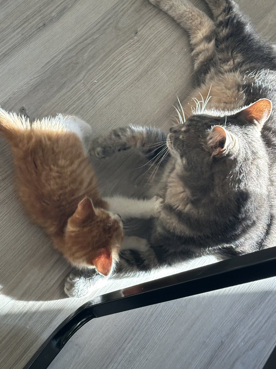 UnitOrange's tweet image. Orange Unit chillin’ with Grey Device pro max 2000.