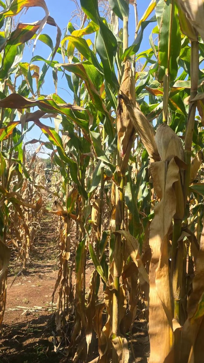 Take a wild guess which variety could this be?

How long does it take to mature?

How many bags does it produce per acre?

Is it a double cobber or a single cobber?

In which region does it perform the best?