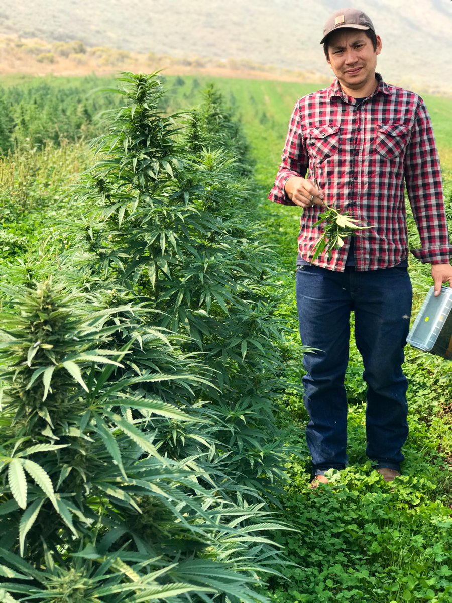 Are you OK w hemp ban? If you use cannabis, what for?

Like many w epilepsy, I have grand mal seizures uncontrolled by meds alone. I’m just one of millions affected by cannabis prohibition. IMHO the real crime is not having legal access for someone like me or the other conditions