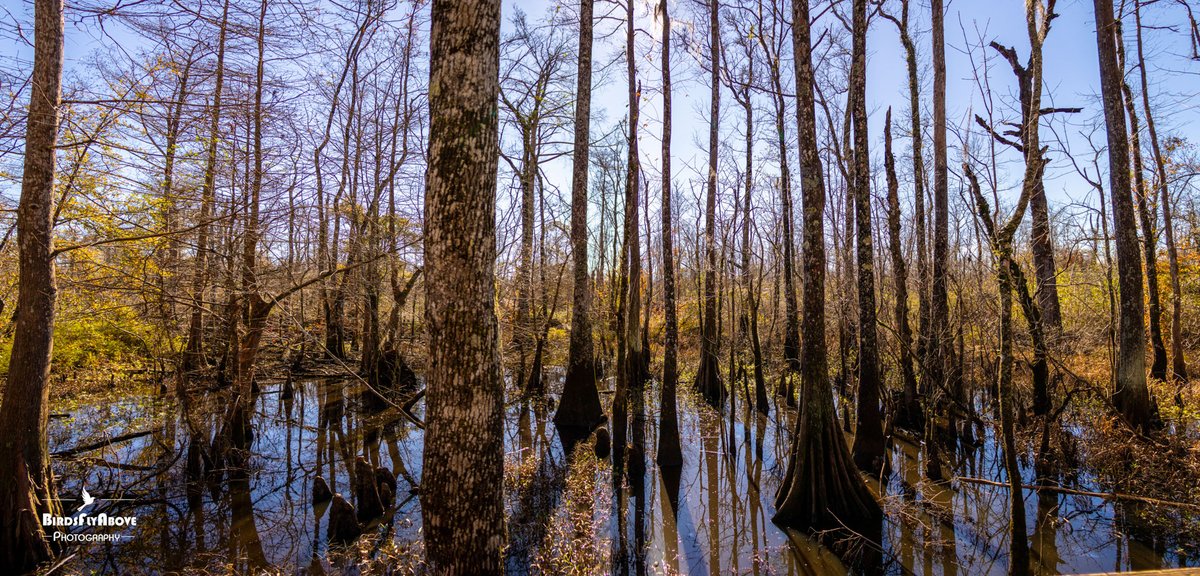 BirdsFlyAbove's tweet photo. A quiet bayou cathedral—cypress trunks stand sentinel over still waters, reflecting the last light of autumn. #CypressSwamp #FallReflections #NaturePhotography #SouthernWild #BayouVibes https://t.co/ujFaNDLPM4