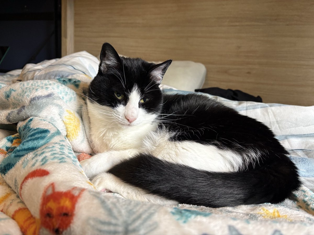 Ang_BenCats's tweet image. (Benson has to go in tomorrow for further testing.

We are scared 😢 Can we please get a paw circle for him?
#Hedgewatch)