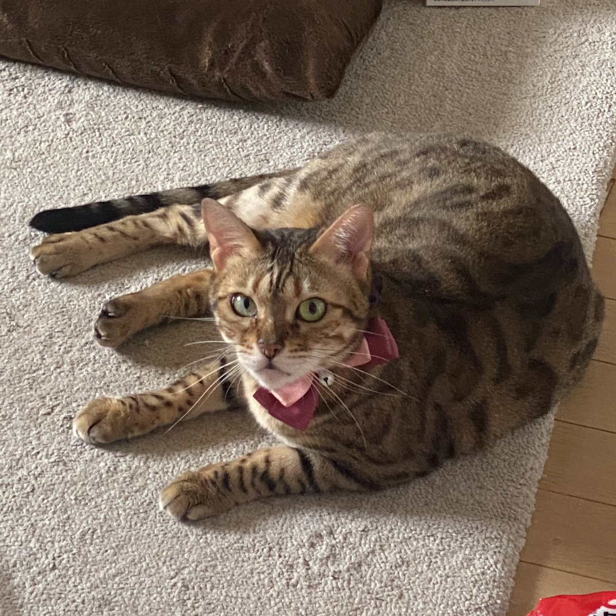 4hvot's tweet photo. 迷子猫を探しています
見た方連絡下さい…
迷子日：11月12日夜頃
場所：埼玉県さいたま市桜区田島（マンション2階玄関横の窓から脱走）
猫種：ベンガル（メス）
首輪：白黒の千鳥柄・金色の鈴・グレーの小さいリボン付
特徴：ヒョウ柄模様、緑の目、人に慣れているが少し警戒心あり
#迷子猫 #拡散希望 https://t.co/qhXE0nDpdl