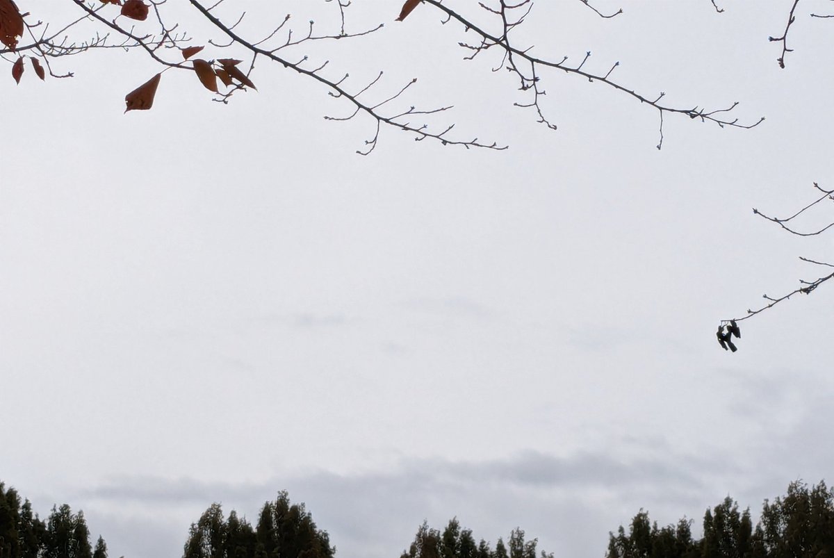 あまね (@amane3835) / Posts / X