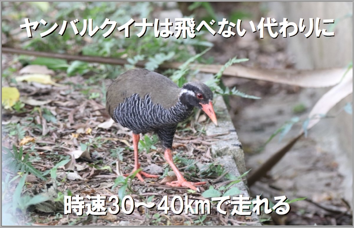 ヤンバルクイナ