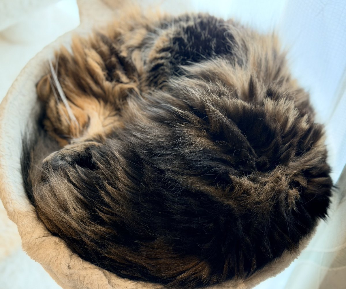 フワモコ丼
おはようございます🌱