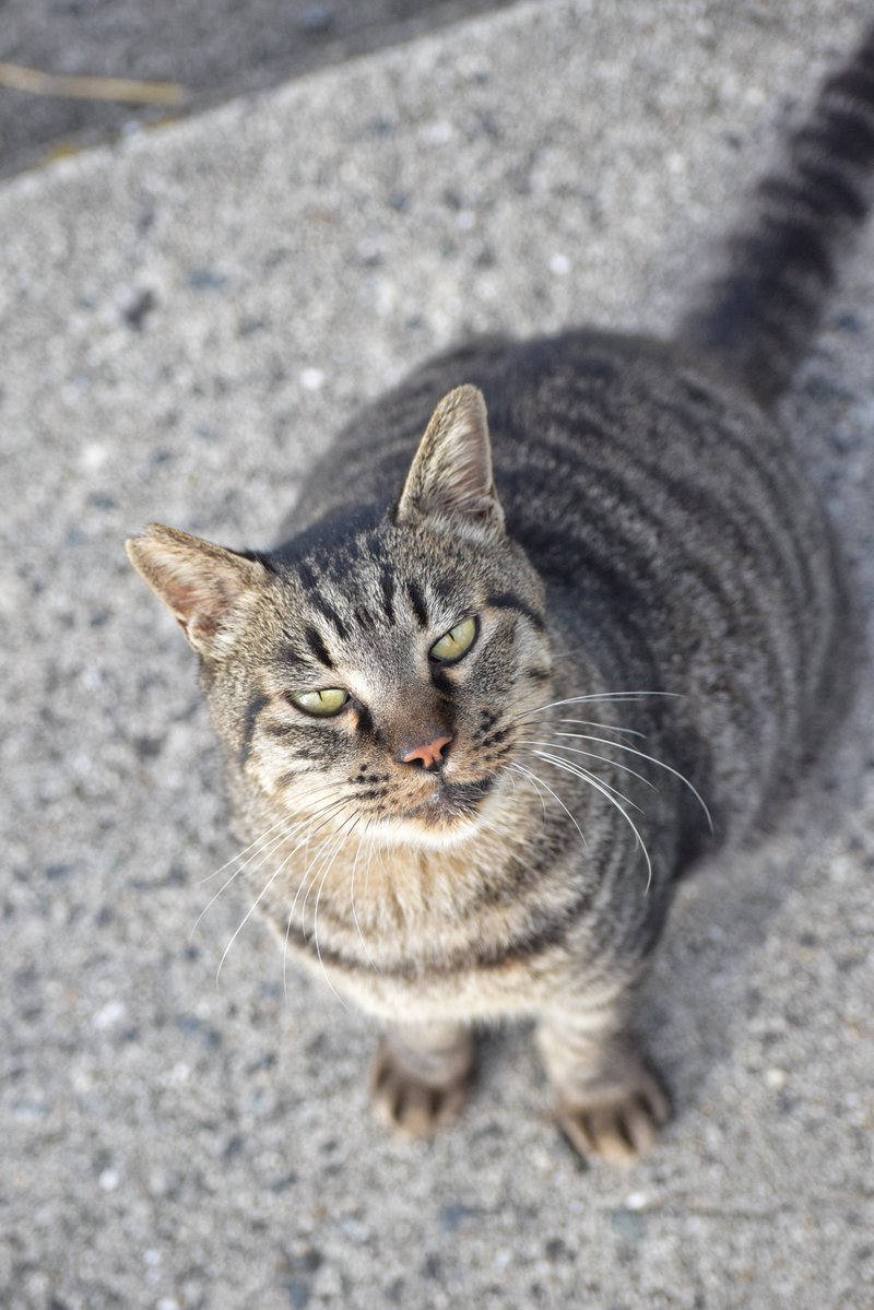 見上げるトラちゃん

#猫 #野良猫 #一眼レフ #nikon #猫好きな人と繋がりたい #ファインダー越しの私の世界 #キリトリセカイ #photography