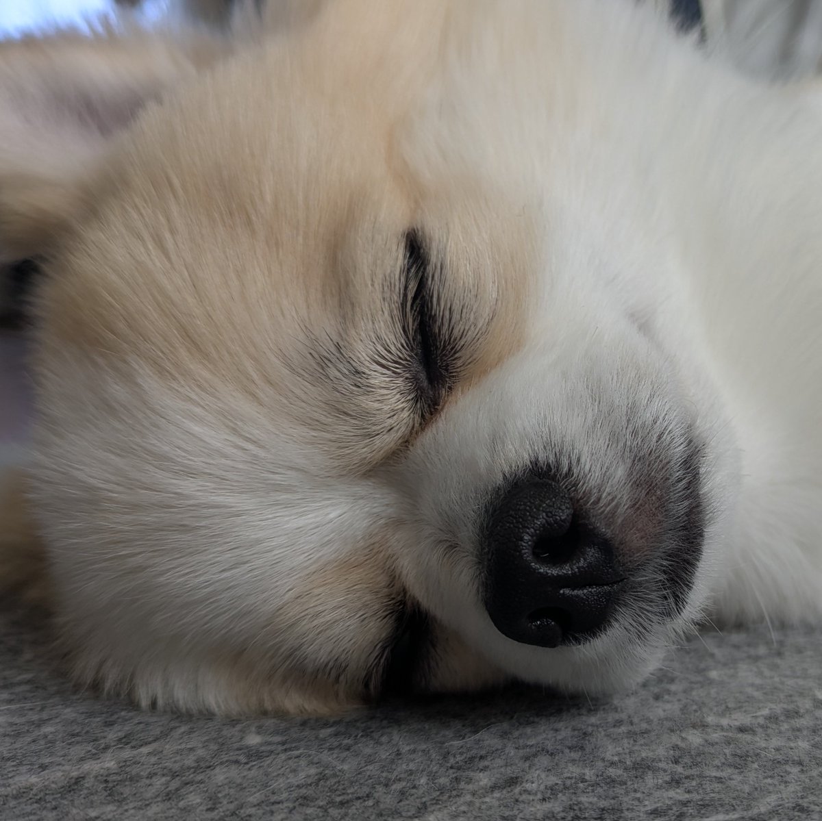 #犬の日
三日遅れの