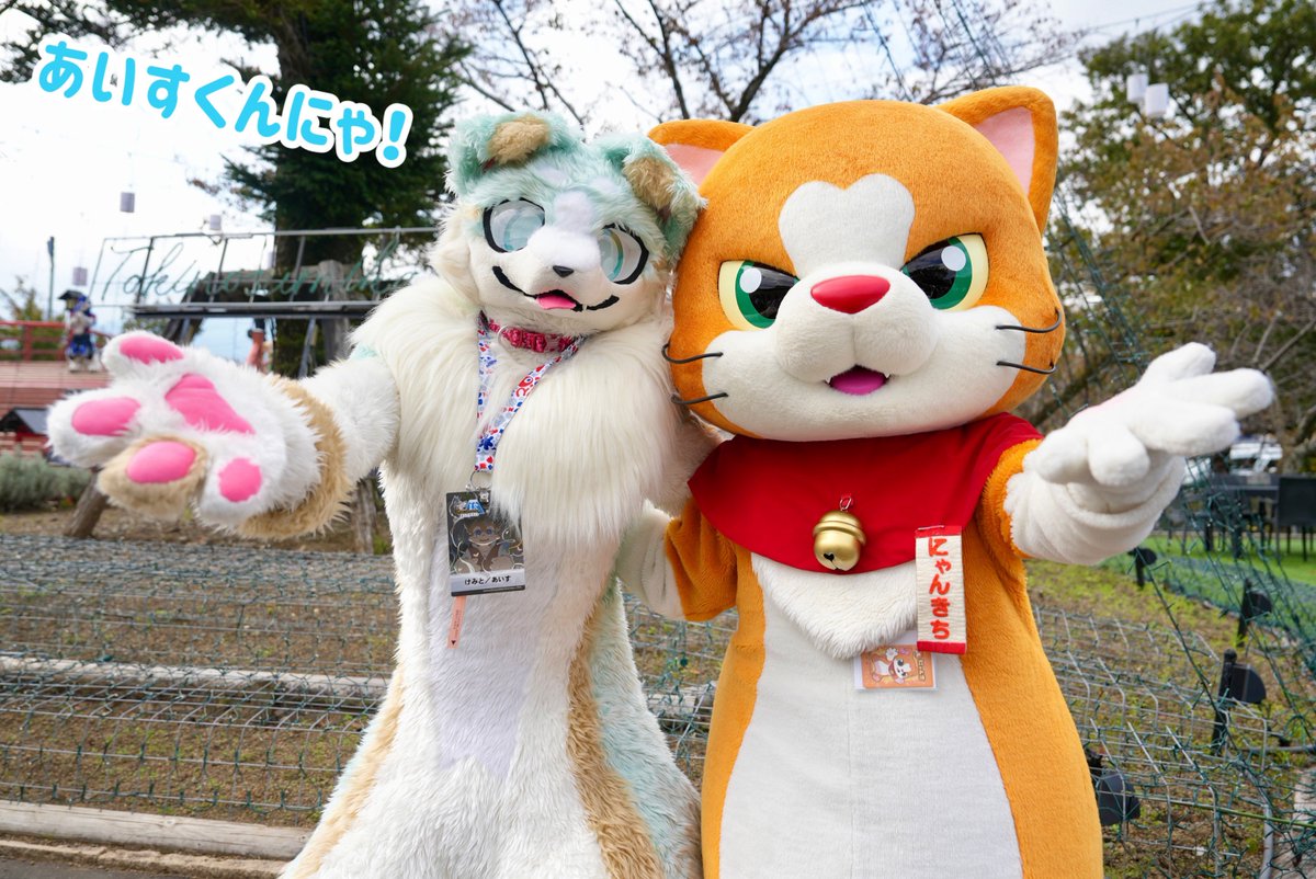 にゃんきち にゃん吉【公式】Nyankichi (@cat_nyankichi) / Posts / X