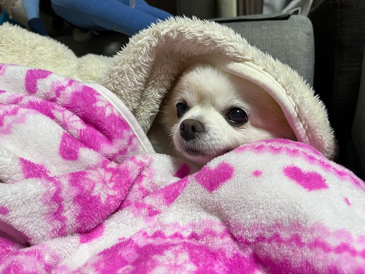 p___n_chan's tweet photo. 寒くなってきたけどそっちはどお？
全然こちらには来ないから居心地よく楽しくやってるのかな🐶🩷たまにはママの所に会いにきてよ❣️��しいよ、ちゃんといつもの毛布出してあるからね😍 https://t.co/zo8y34XTQv