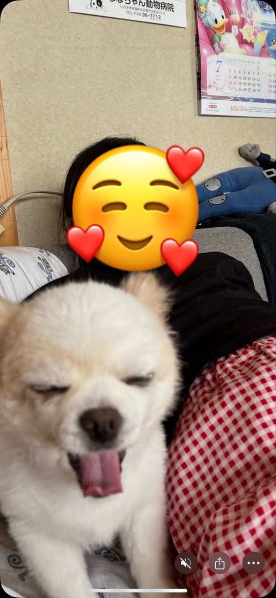 p___n_chan's tweet photo. 寒くなってきたけどそっちはどお？
全然こちらには来ないから居心地よく楽しくやってるのかな🐶🩷たまにはママの所に会いにきてよ❣️��しいよ、ちゃんといつもの毛布出してあるからね😍 https://t.co/zo8y34XTQv