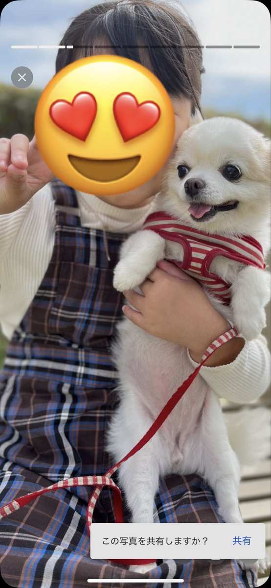 p___n_chan's tweet photo. 寒くなってきたけどそっちはどお？
全然こちらには来ないから居心地よく楽しくやってるのかな🐶🩷たまにはママの所に会いにきてよ❣️��しいよ、ちゃんといつもの毛布出してあるからね😍 https://t.co/zo8y34XTQv
