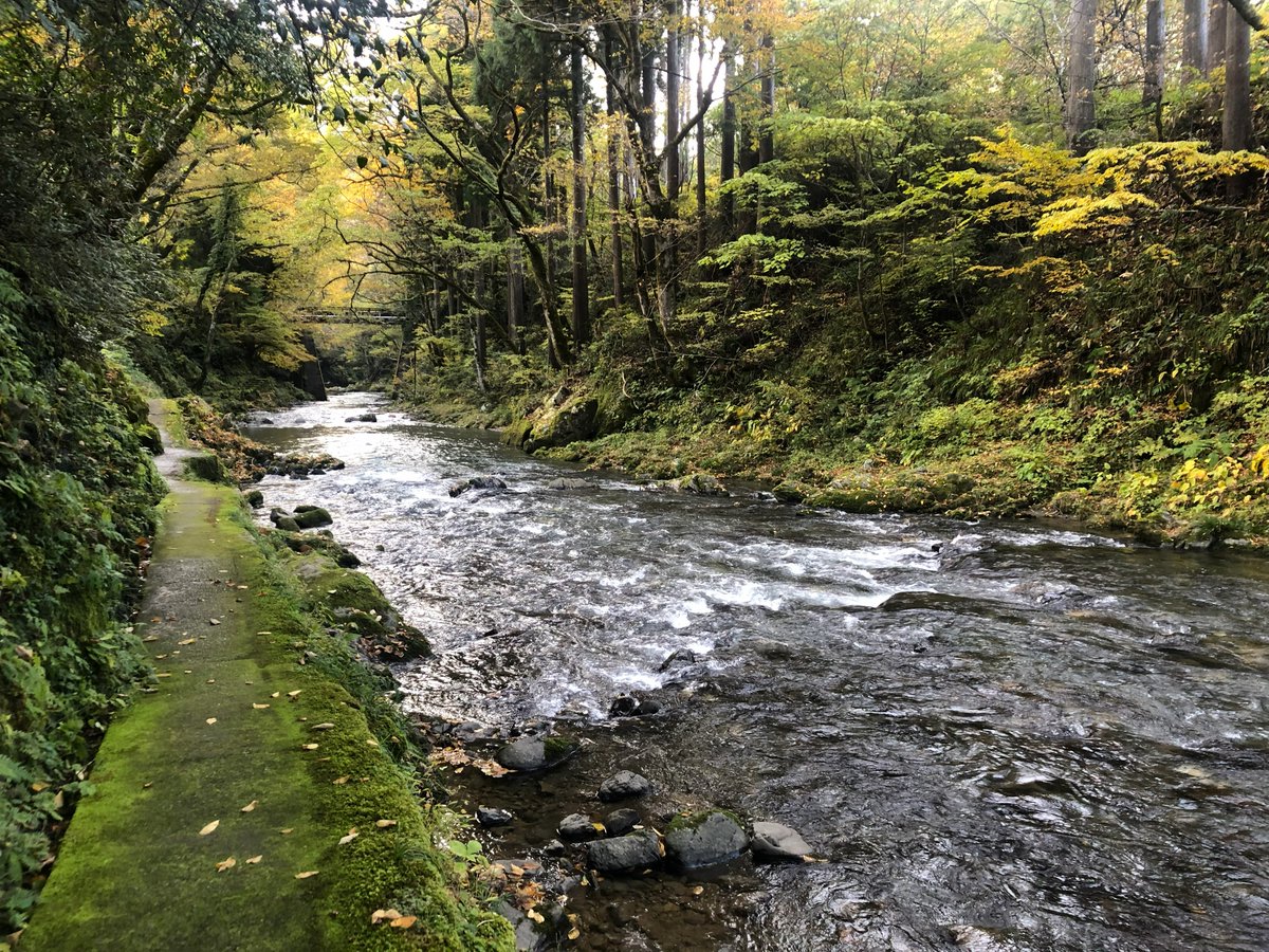 11/12のかずら橋周辺の様子です。
今週に入ってようやく山全体が色づいてきました🍁

今週～来週あたりが見ごろだと思いますので
ぜひ、池田の秋を愛でにきてくださいね。

かずら橋周辺は川沿いの散策も楽しめるので
お天気が良い日にはおススメです。