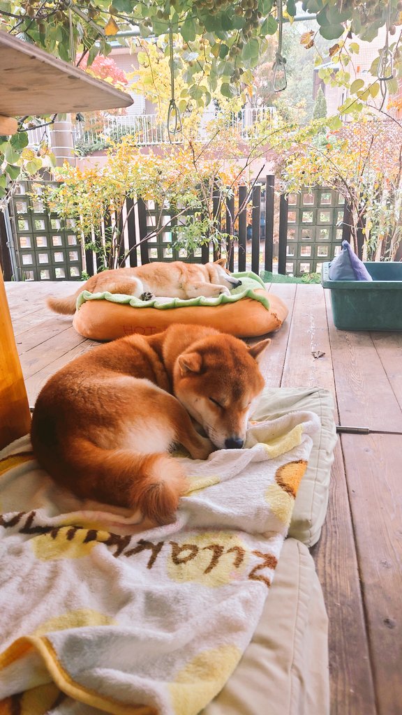 しばライオン同封❌ バニーアンドダックス on X