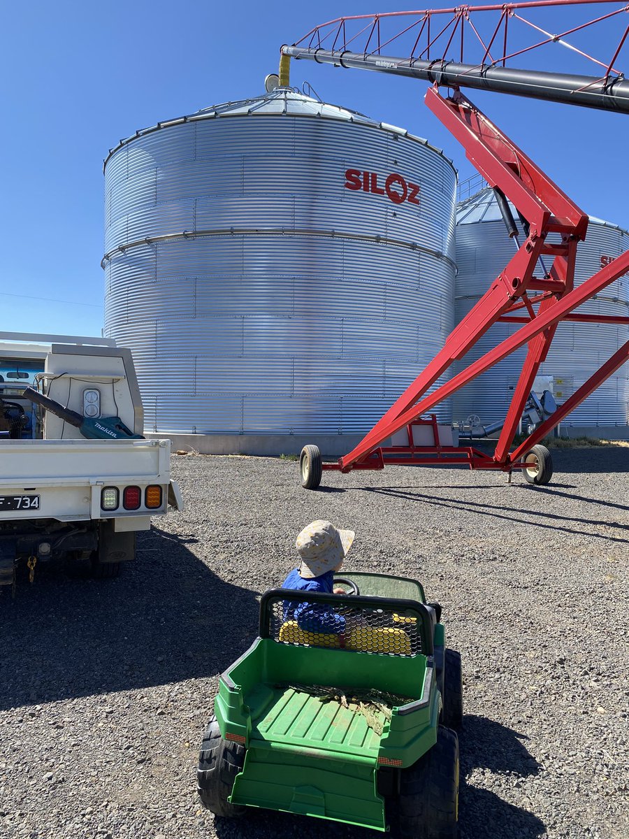 Lentils going into the silo- just pondering how long they will stay there 🤔 Is $600/ton our new norm? Still good $GM. Time will tell I guess. Despite pricing they will remain our legume of choice for many reasons. We know we need their legacy in our rotation🌱