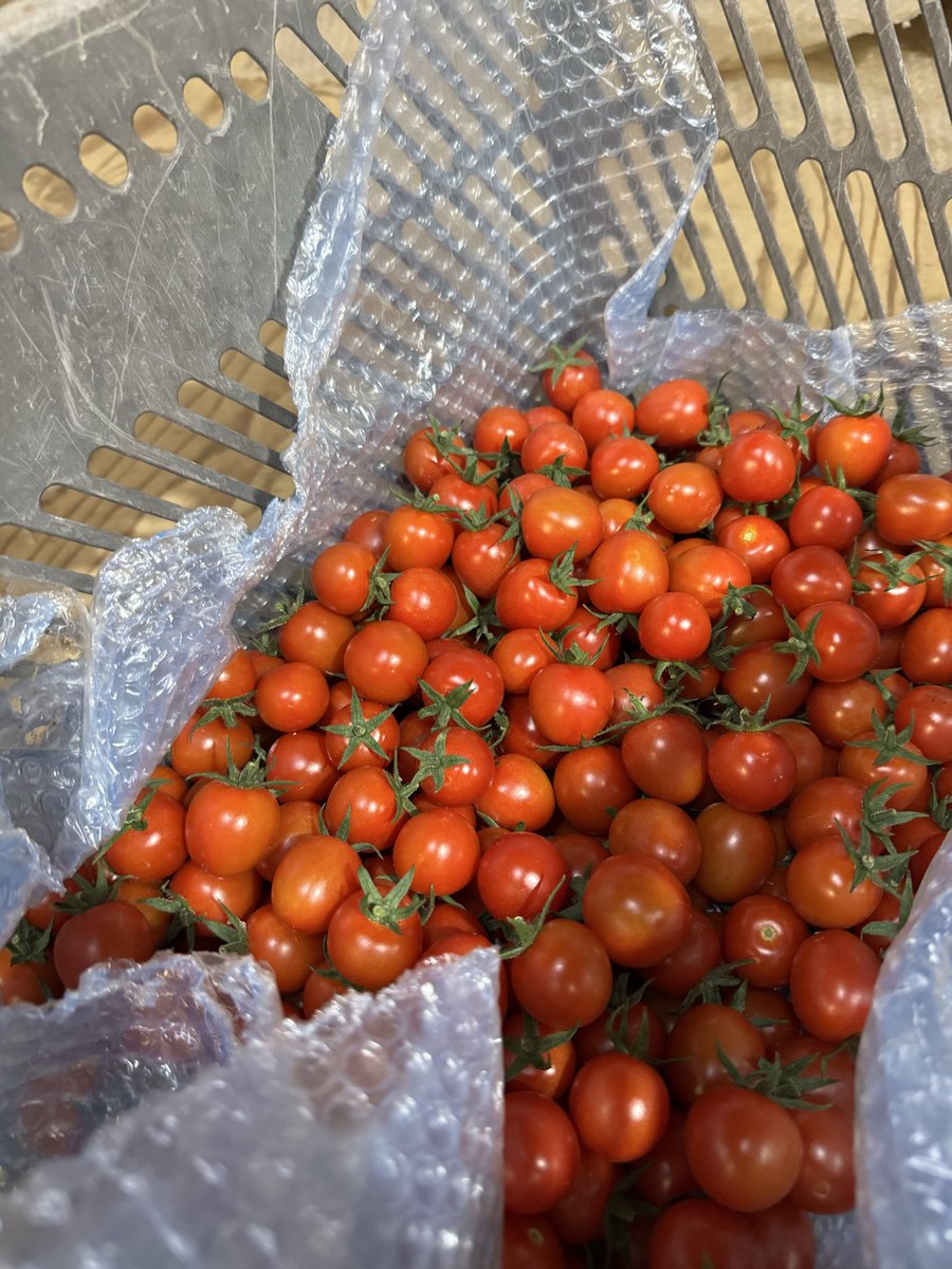 トマト！ 太田の自慢の野菜】甘いフルーツトマト『ブリックスナイン