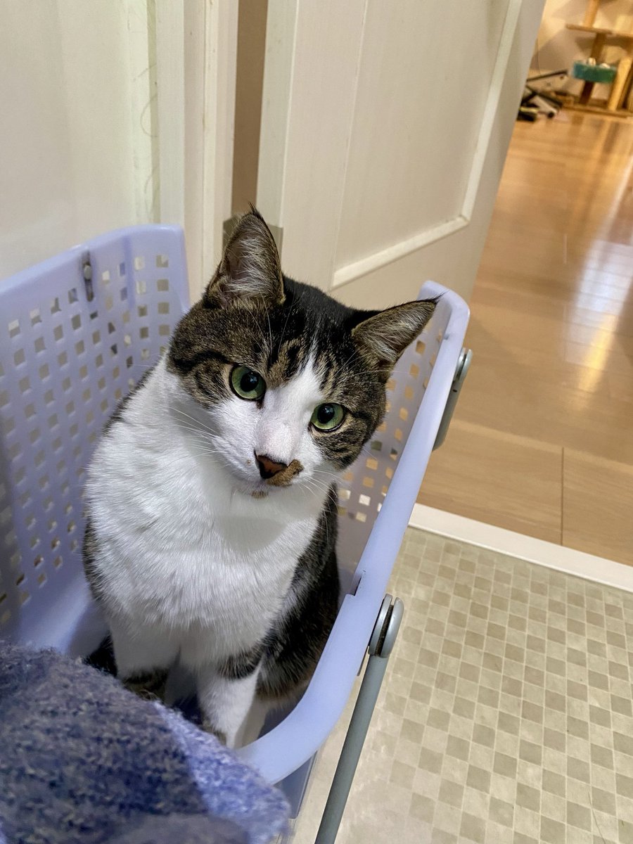洗濯カゴに入るのは猫のサガでしょうね