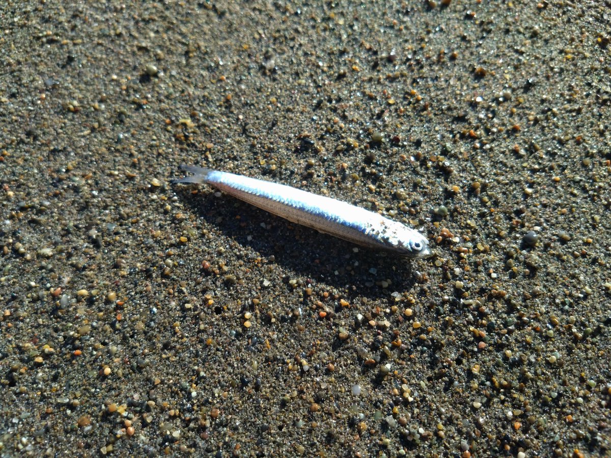 ホゲた
ﾎｹﾞ(ง ᐛ )วﾎｹﾞ