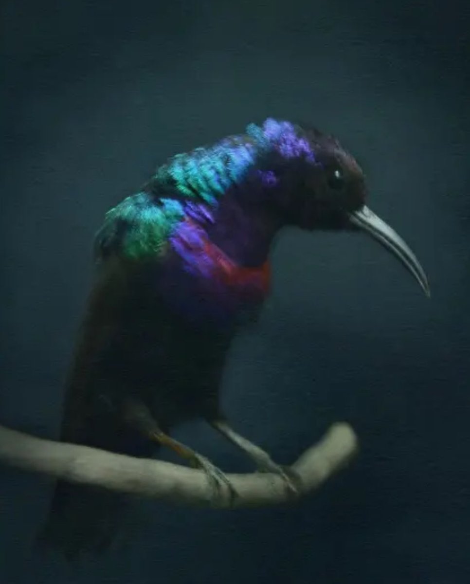 🏆Pour cette 10e édition, le jury <a href="/ObjectifFemmes/">Objectif-Femmes</a> a couronné LiliRoze pour sa série sur les Oiseaux mettant en lumière la biodiversité et sa vulnérabilité. Prix spécial du jury pour Souffle aride de Laura Bonnefous qui révèle le lien fragile entre les territoires et l’humanité