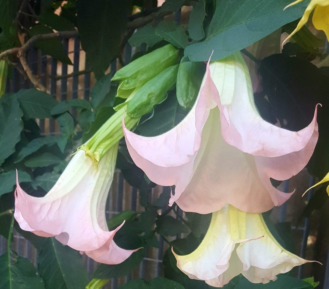 Maria Lea tweet media