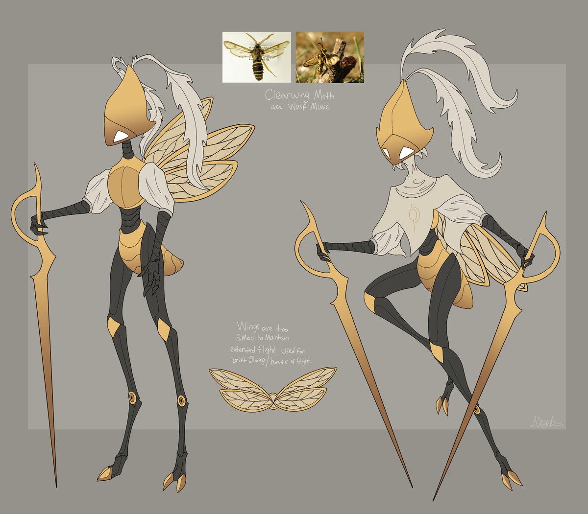 Been messing around with a few different Second Sentinel designs. Here's one for a concept based on the Clearwing moth. I think it would look cool with a pair of translucent gilded wings inspired by those of the wasp mimic clearwings.
#hollowknight #Hollowknightfanart  #silksong