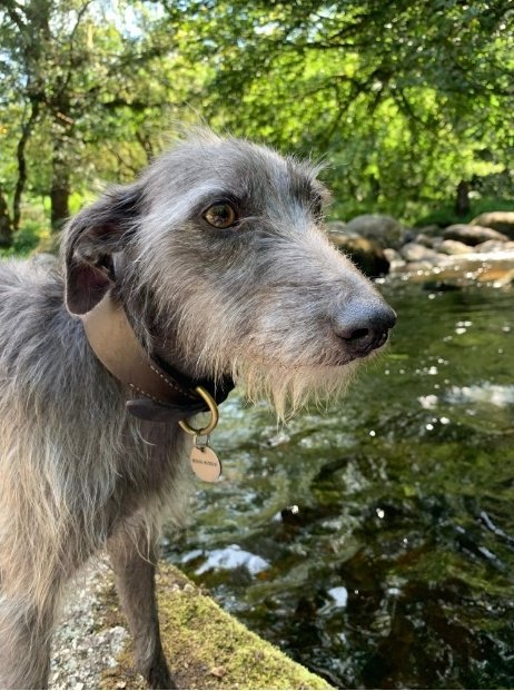 Sadly OTLEY has been #missing 3 years today 😔

She has still not been located since she ran spooked from a holiday cottage in #Bruton #Somerset in November 2022 😞

Please share for Otley today