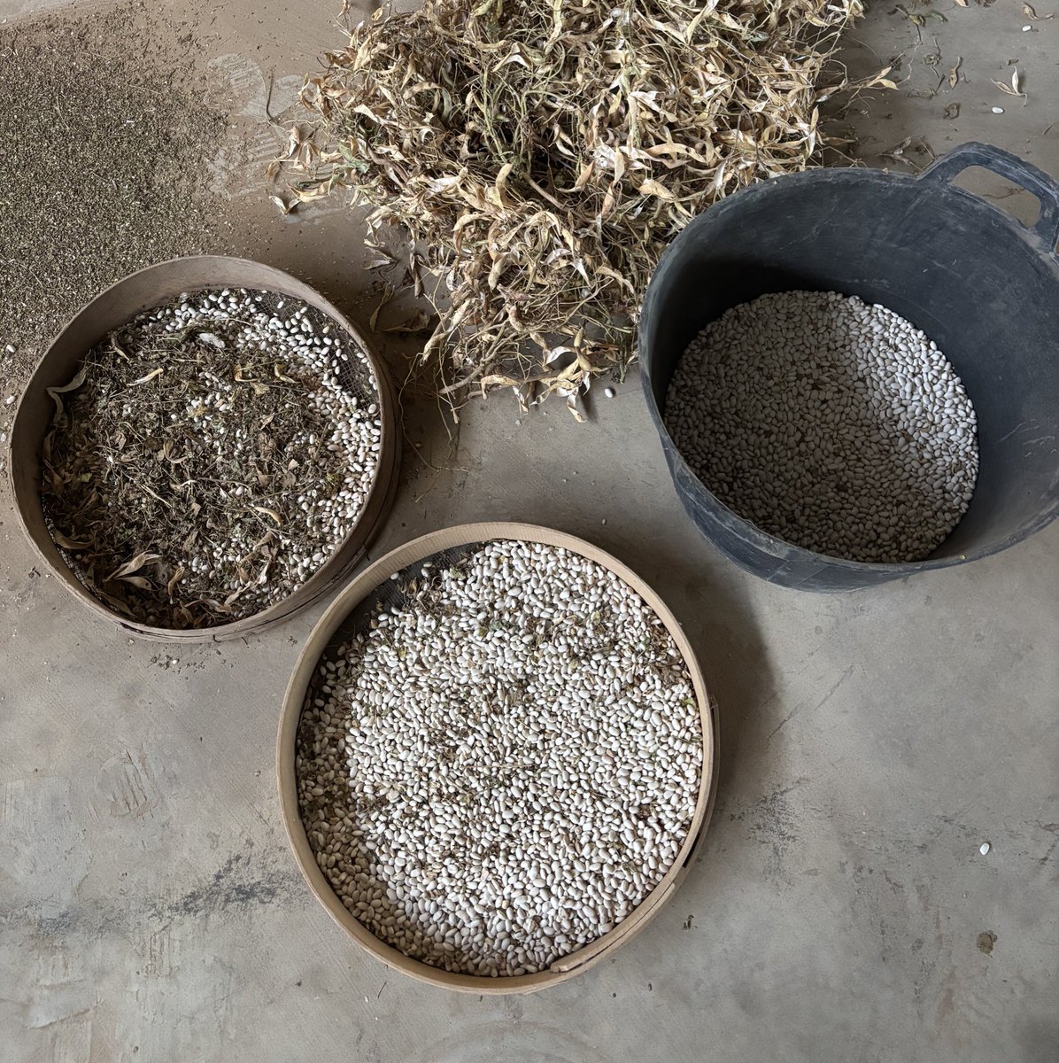 Tiempo de judías🫘