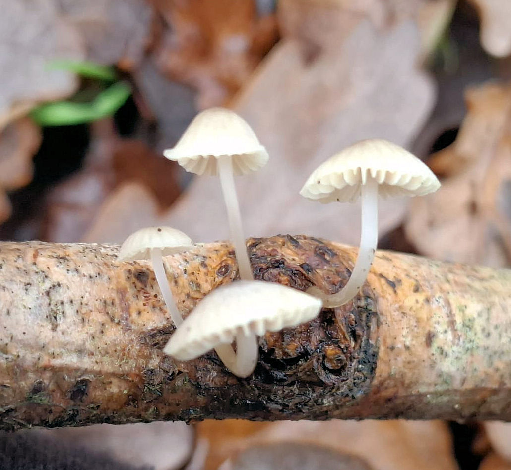 Martyn Priestley-Sharing tips about Urban Wildlife tweet media