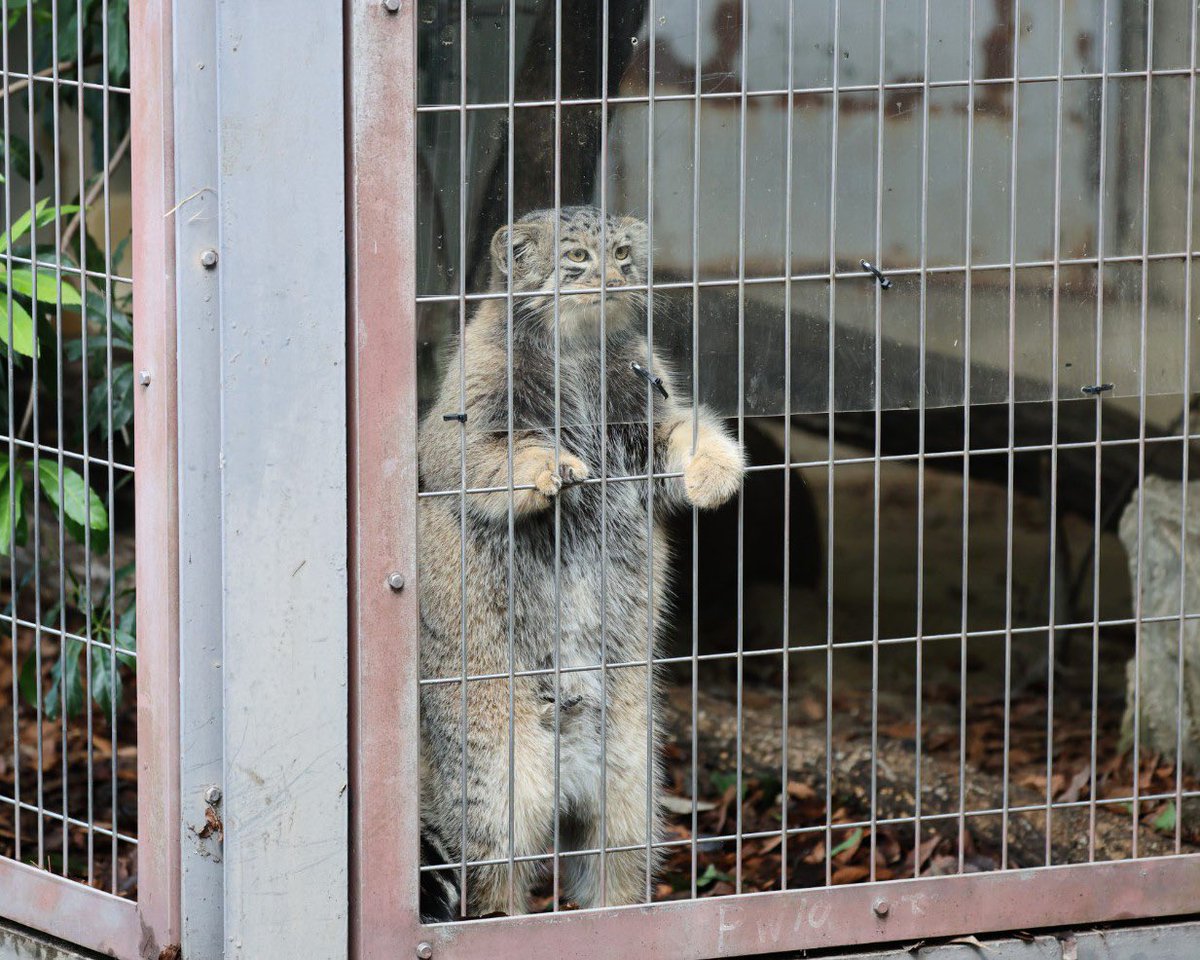 ByYourLogic's tweet photo. The second pic reminds me of those retired guys who hang out around construction sites. I’ve never seen a manul achieve such human-like posture… https://t.co/TkTocdHfzj