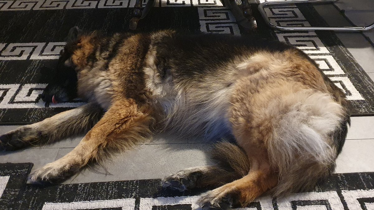 Liebes Rudel auf die Omma aufpassen war heute sehr anstrengend. Die neue Pflegerin war da und ich musste schauen das niemand bei "Mensch Ärger Dich nicht" schummelt. Beide verstehen sich sehr gut. Ich erhole mich nun gute Nacht liebes Rudel💜🐾