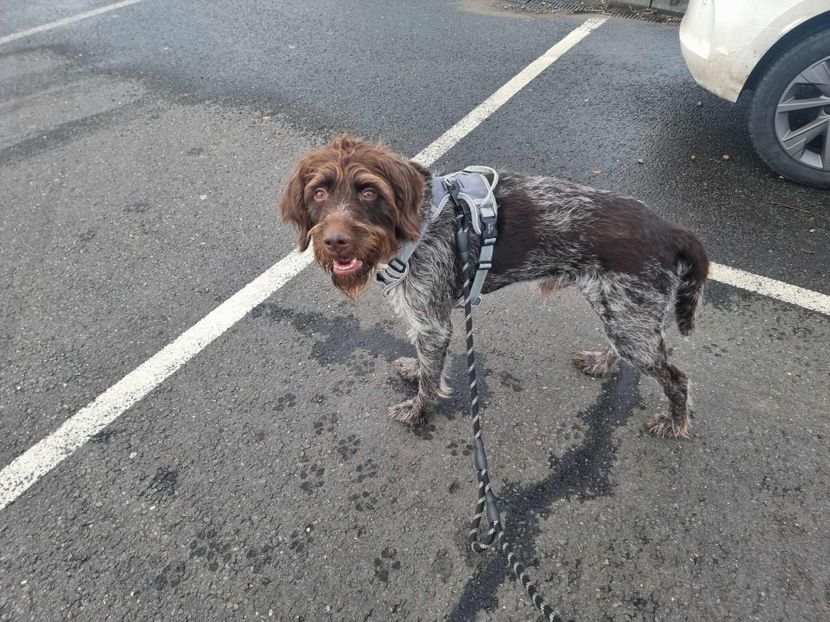 chris towers tweet media