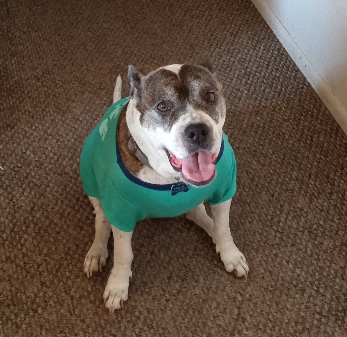 Acme_Computer's tweet image. In Loving Memory
Mollie Wiley
06 / 10 / 2010
11  / 12 / 2025