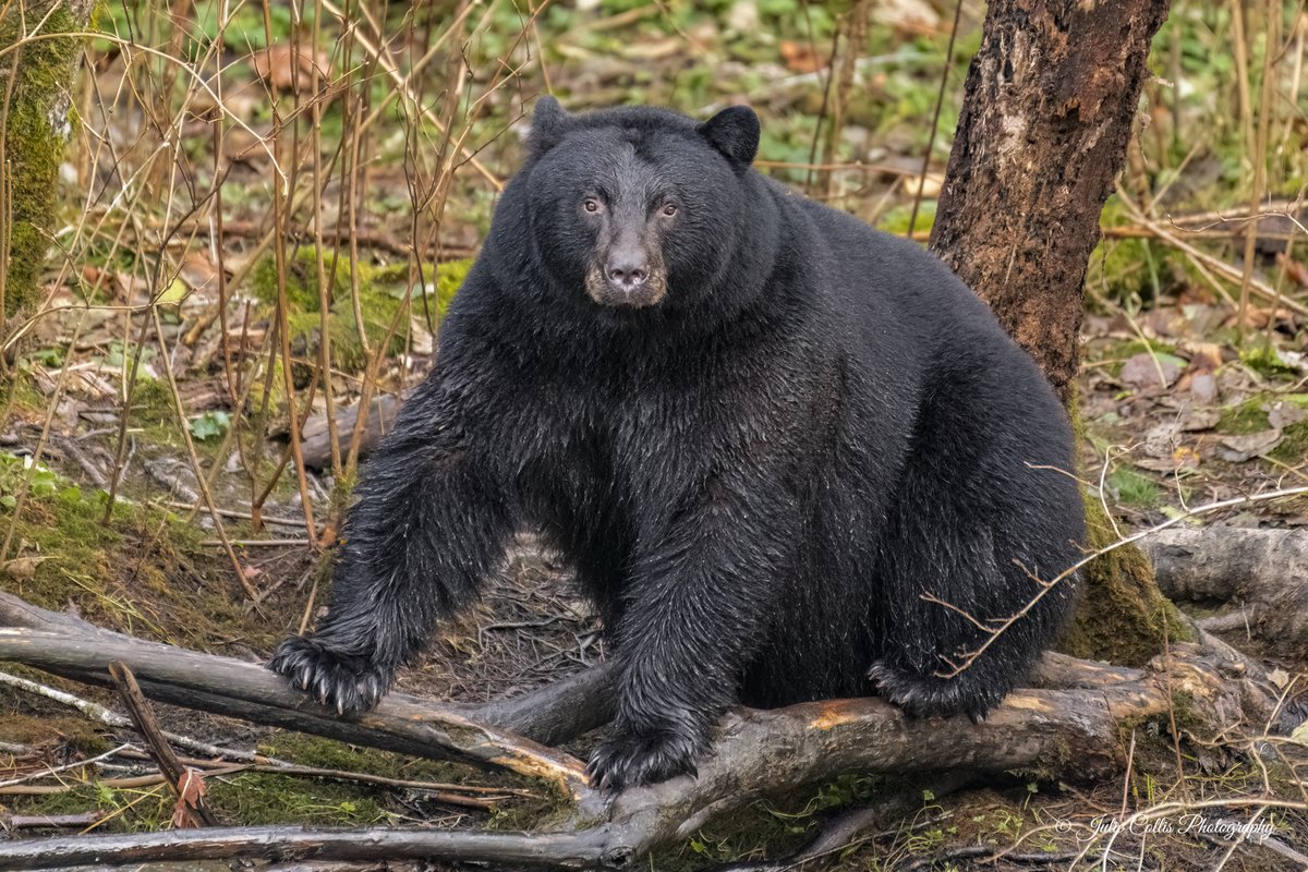 Julie Collis tweet media