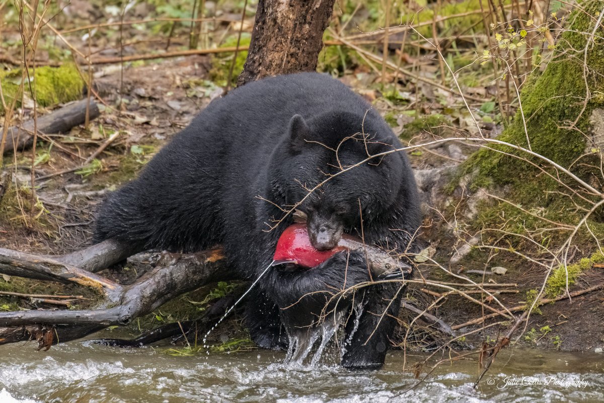 Julie Collis tweet media