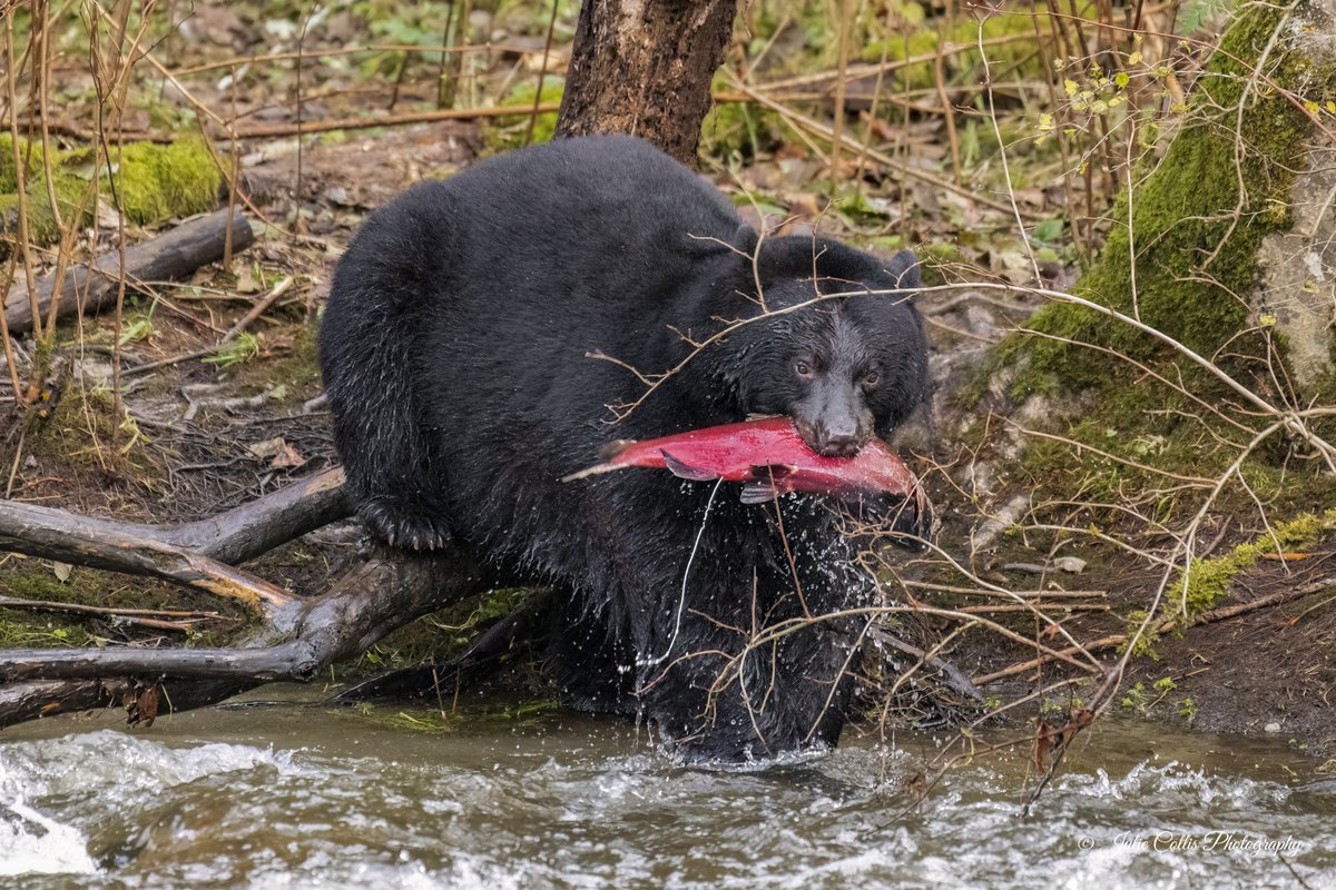 Julie Collis tweet media