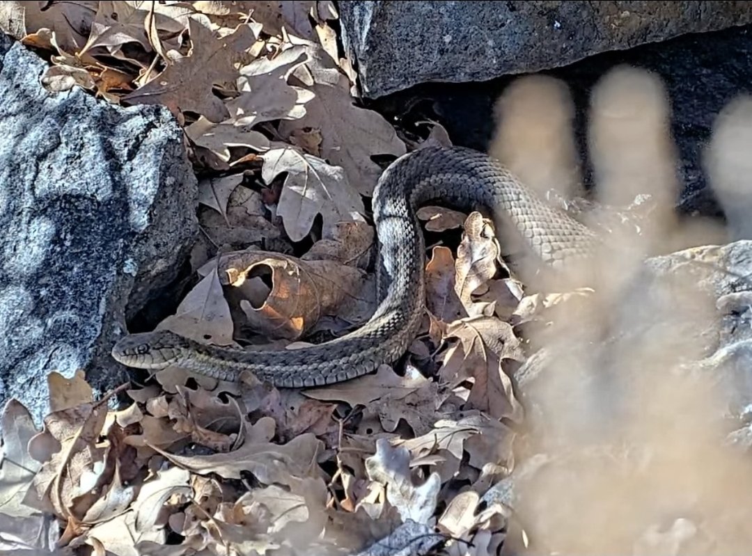 Project RattleCam tweet media