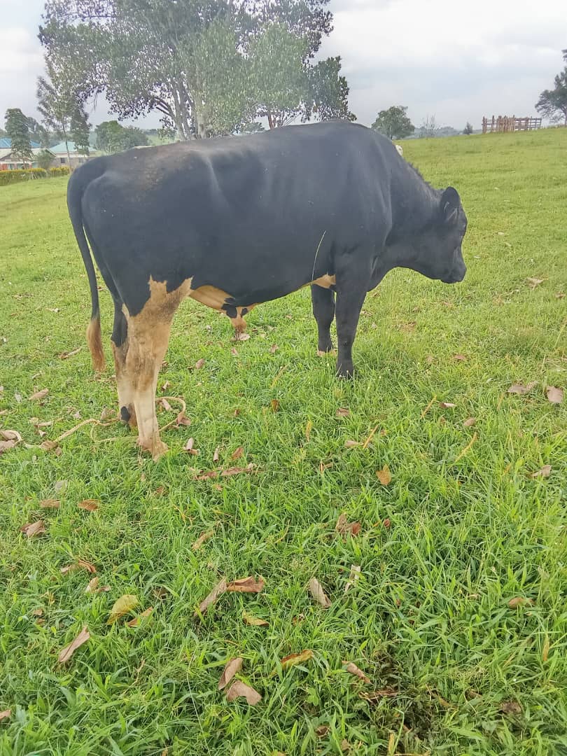 Akenjoki Farm Uganda tweet media