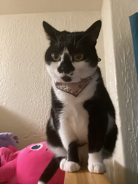 forgottenpixls's tweet photo. @funkyfrogbait I present my two cats! https://t.co/5F3pVcmnrR