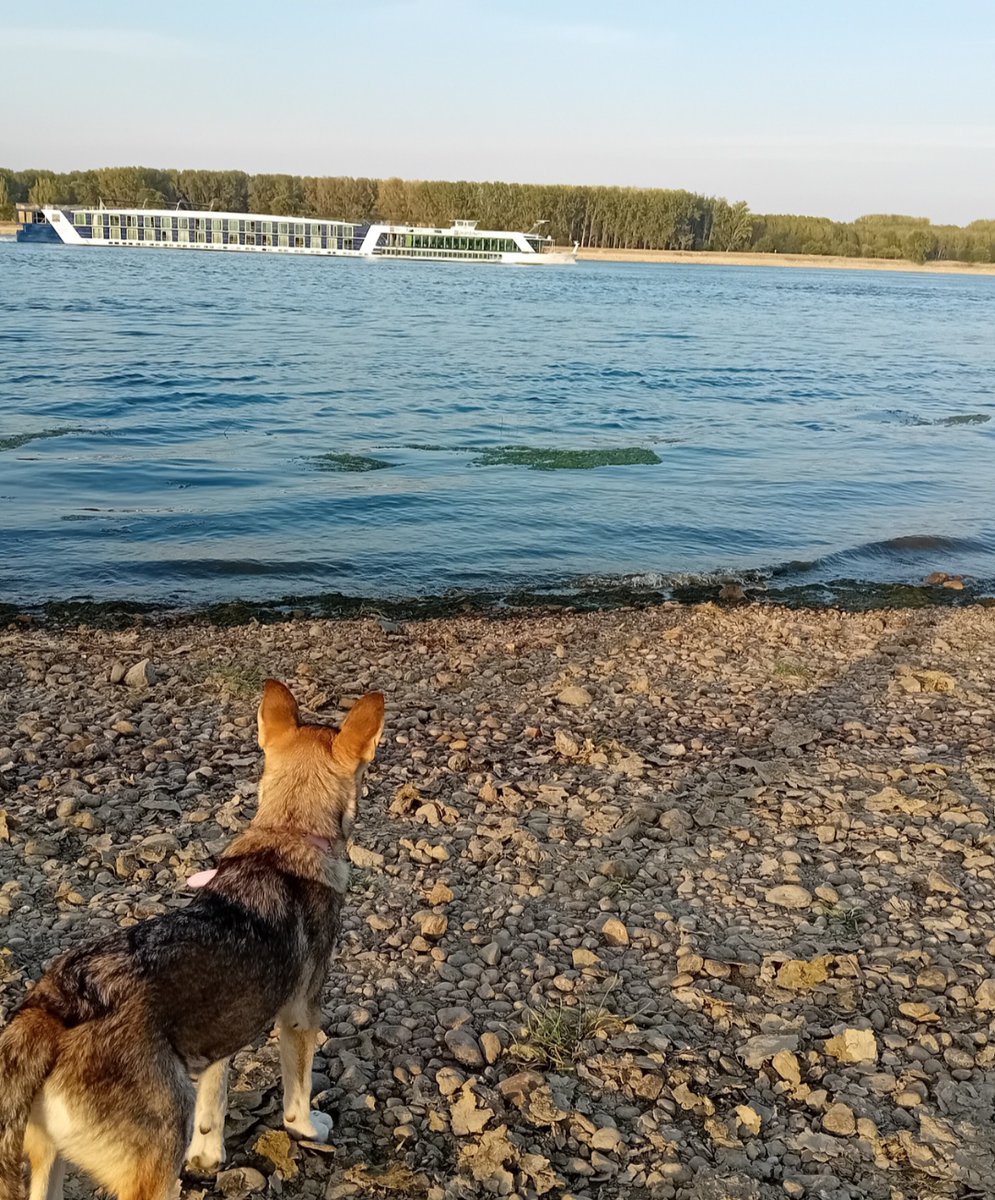 Husband wanted me to draw our puppy as a JoJo's character... for whatever reason. So, here's what I have so far! 😅