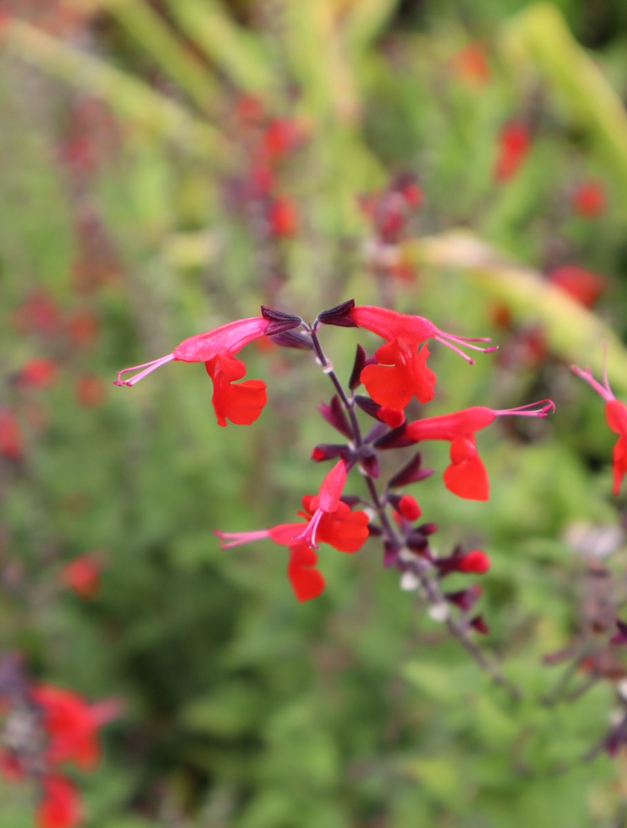 甘い香り ベニバナサルビア コクシネア コーラルニンフ 花苗 ハーブ