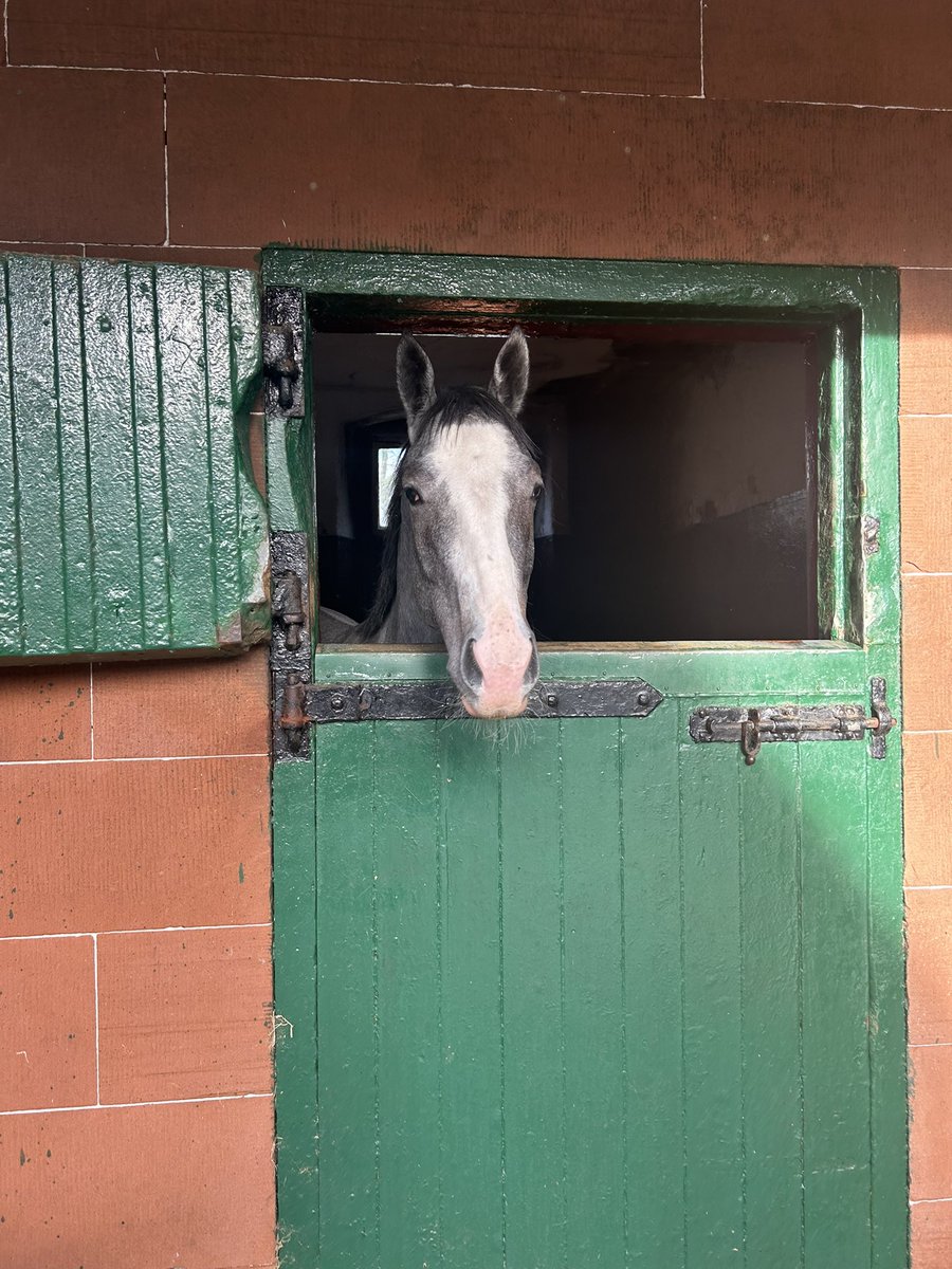 Great trip down to see our cracking new 2 yo purchase, 71 rated winning gelding Ibn Altheeb. He has been enjoying his break! 

If you are interested in booking a share, contact us by email - LBLhorses@gmail.com. Full details on our website - letsbeluckyracing.com/horses-for-sale