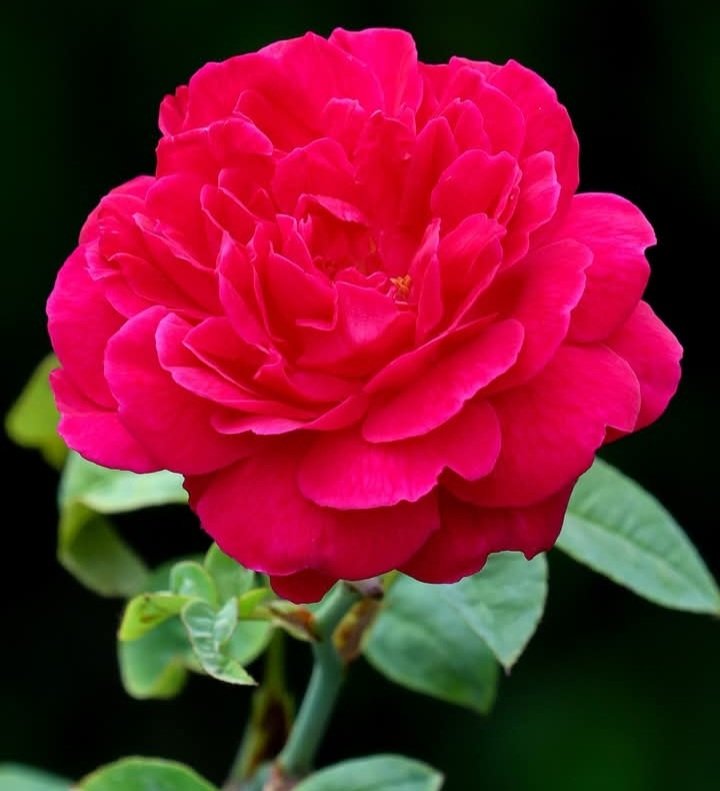 Lina Silva (@linasil09806213) on Twitter photo 